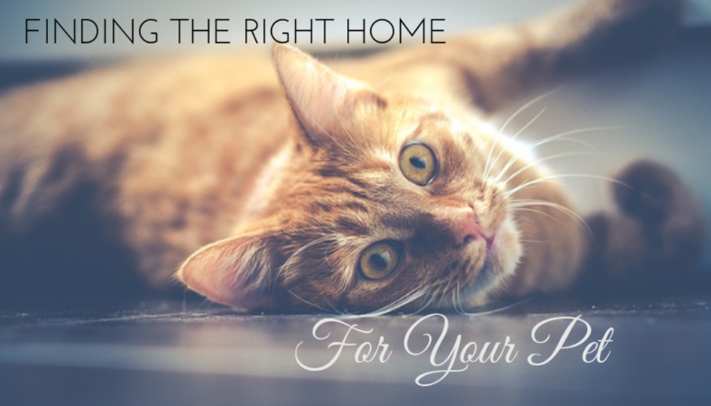 4 Great Tips for Finding a Home For You and Your Pet