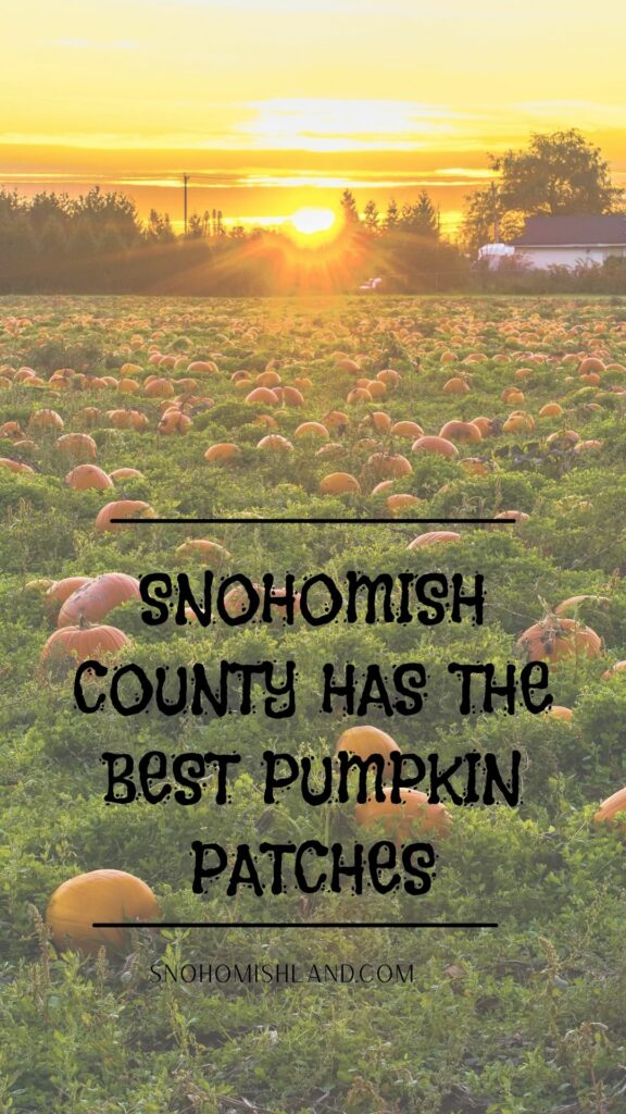 Snohomish County Has THE BEST Pumpkin Patches