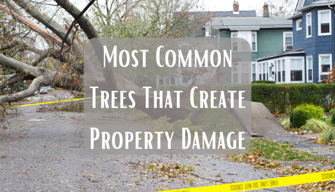 Most Common Trees That Create Property Damage